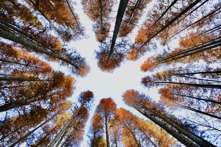 秋色-水杉-广角-风景-树 图片素材