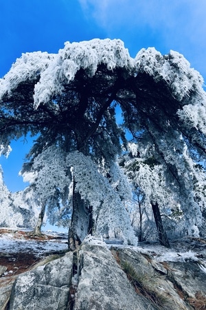 户外-冬季-雪景-安吉龙王山-松树 图片素材