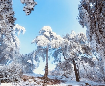 雪景-安吉龙王山-树木-树-风景 图片素材