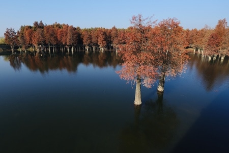 水域-池杉-一镜知秋-风景-湖 图片素材
