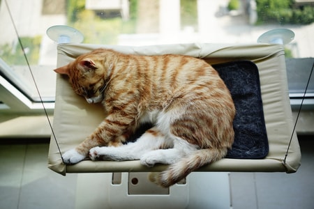 猫-橘猫-猫-橘猫-猫咪 图片素材