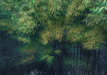 冬日暖阳-竹子-创意拍摄-多重曝光-竹子 图片素材