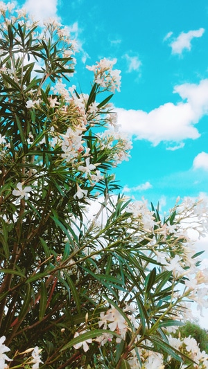2020-手机拍摄-花朵-花-花卉 图片素材