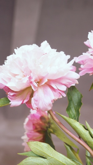 2020-芍药-芍药-花-花朵 图片素材