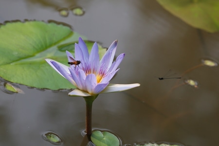 清风荷韵-自然-色彩-莲-莲花 图片素材