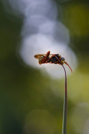 昆虫-微距-昆虫-黄蜂-植物 图片素材