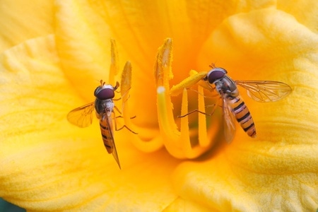 动作-自然-微距-昆虫-蜜蜂 图片素材