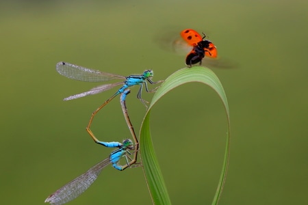 动作-有趣的瞬间-每日一图-自然-昆虫 图片素材