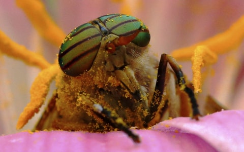 昆虫-微距-色彩-昆虫-大眼 图片素材