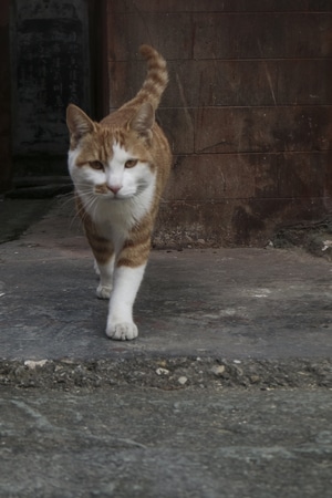 每日一图-自然-动作-猫-猫咪 图片素材