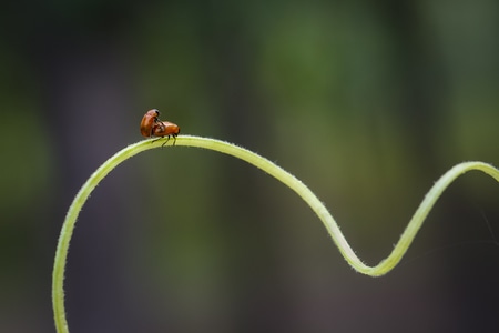 自然-微距-昆虫-动作-昆虫 图片素材