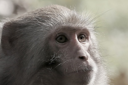 表情-动作-动物-猴子-猴 图片素材