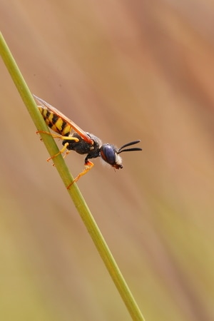 每日一图-有趣的瞬间-节肢动物-昆虫-黄蜂 图片素材