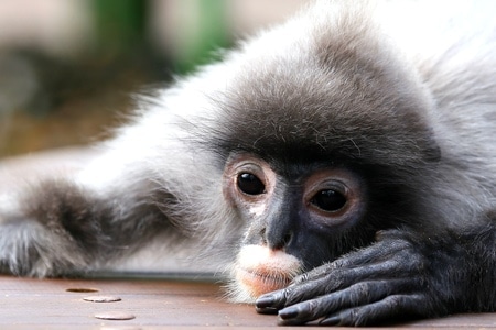 有趣的瞬间-自然-每日一图-猴子-动物 图片素材
