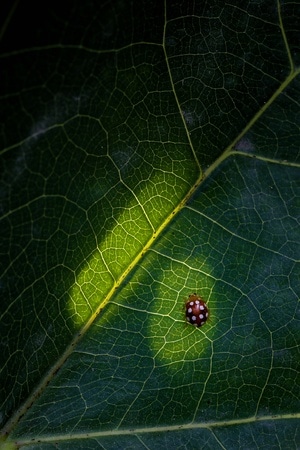 每日一图-动作-自然-有趣的瞬间-昆虫 图片素材