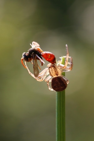 每日一图-自然-有趣的瞬间-昆虫-捕食 图片素材