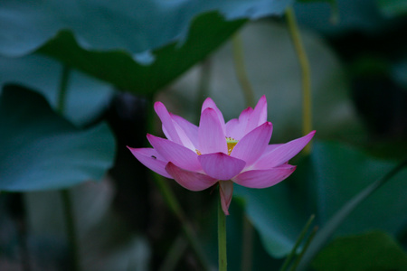 自然-有趣的瞬间-动作-莲-莲花 图片素材