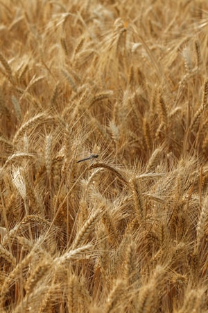 自然-色彩-麦子-植物-麦穗 图片素材