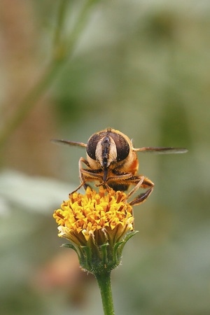 色彩-微距-昆虫-蜜蜂-昆虫 图片素材