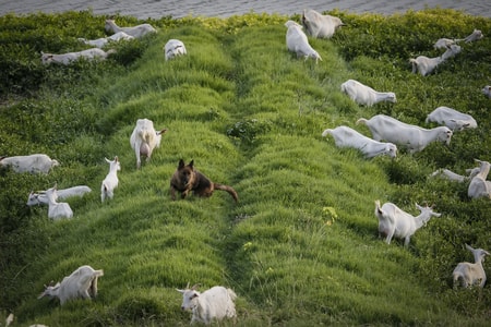 动物-自然-动物-羊-羊群 图片素材