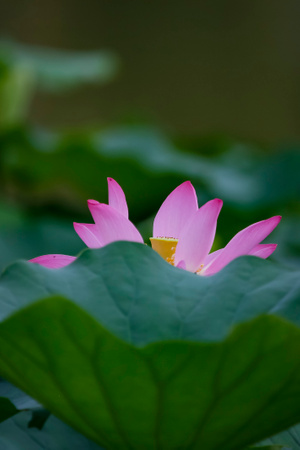 自然-有趣的瞬间-动作-莲-莲花 图片素材