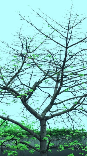 树-黄叶-青橙-绿色-春秋 图片素材