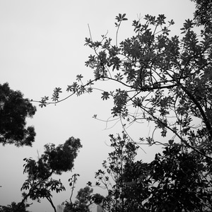 gr3-理光-黑白-树-树木 图片素材