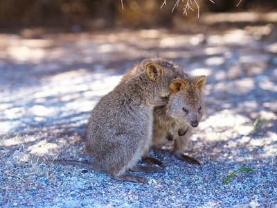 出差-旅行-澳大利亚-老鼠岛-perth 图片素材