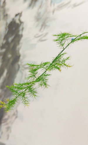 壁纸-食物-家-简约-手机摄影 图片素材