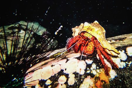 一起玩水吧-旅行-潜水-螃蟹-动物 图片素材
