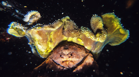 一起玩水吧-旅行-潜水-螃蟹-珊瑚 图片素材