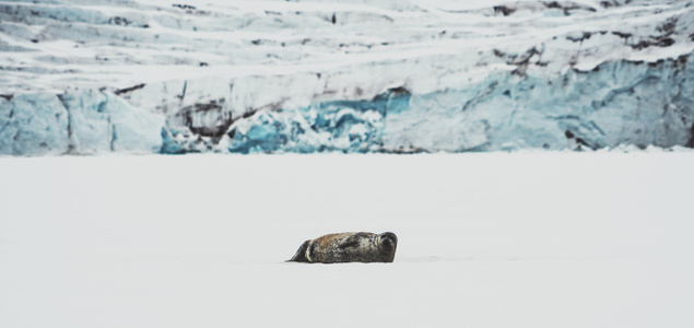 雪世界-旅行-海狮-极地动物-动物 图片素材