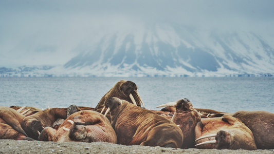 雪世界-旅行-动物-海象-极地动物 图片素材