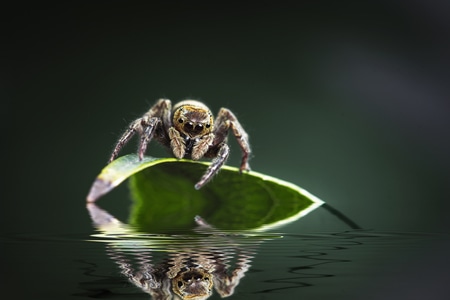 微距-创意-蜘蛛-跳蛛-动物 图片素材