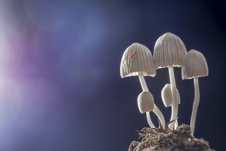 创意-微距-蘑菇-真菌-蚂蚁 图片素材