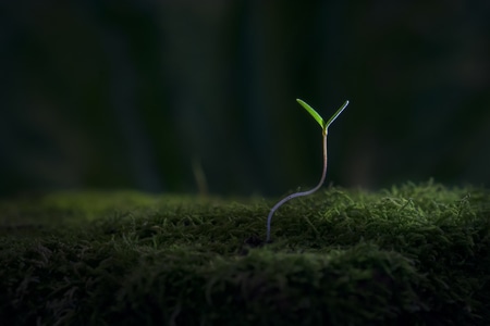 创意-微距-植物-草-幼苗 图片素材