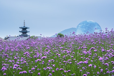 无锡拈花湾-梵天花海-梵天花海-花-花朵 图片素材