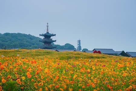 无锡拈花湾-梵天花海-梵天花海-花-花朵 图片素材