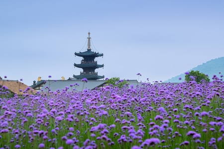 无锡拈花湾-梵天花海-梵天花海-花-花朵 图片素材