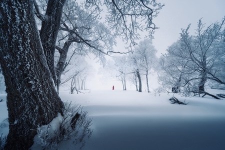 雾凇-雪景-风景-雪景-雪 图片素材