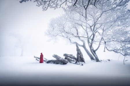 雾凇-冰雪-雾凇-雪景-雪地 图片素材