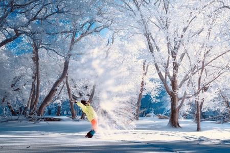 雾凇-雪-雪-积雪-树木 图片素材