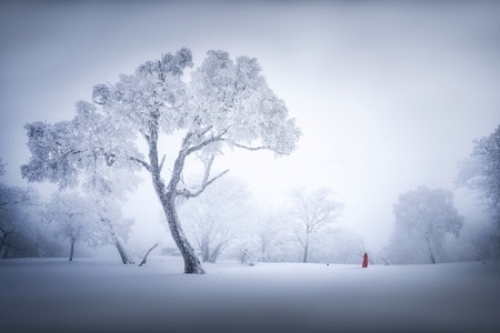 雾凇-树-雪-自然-树 图片素材