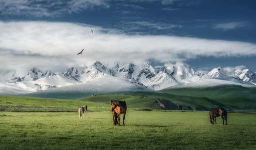 天山山脉-草原-马-风景-风光 图片素材