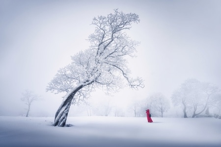 雾凇-大树-冬季-雪-风景 图片素材
