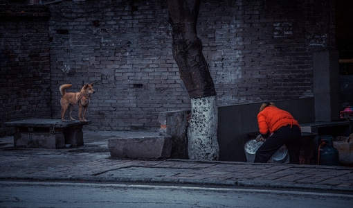 街道-人文-街拍-狗-陪伴 图片素材