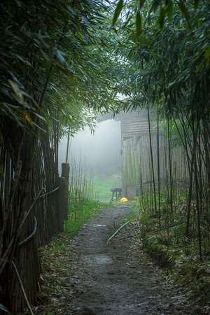 绿色-风景-竹-林-幽境 图片素材
