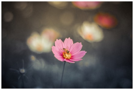 色彩-生活-花-蜜蜂-花 图片素材