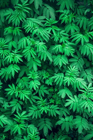 纯净-简单-树叶-叶子-绿色 图片素材