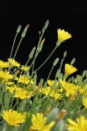 乌海市-春天-手机微距-野花-黄色 图片素材